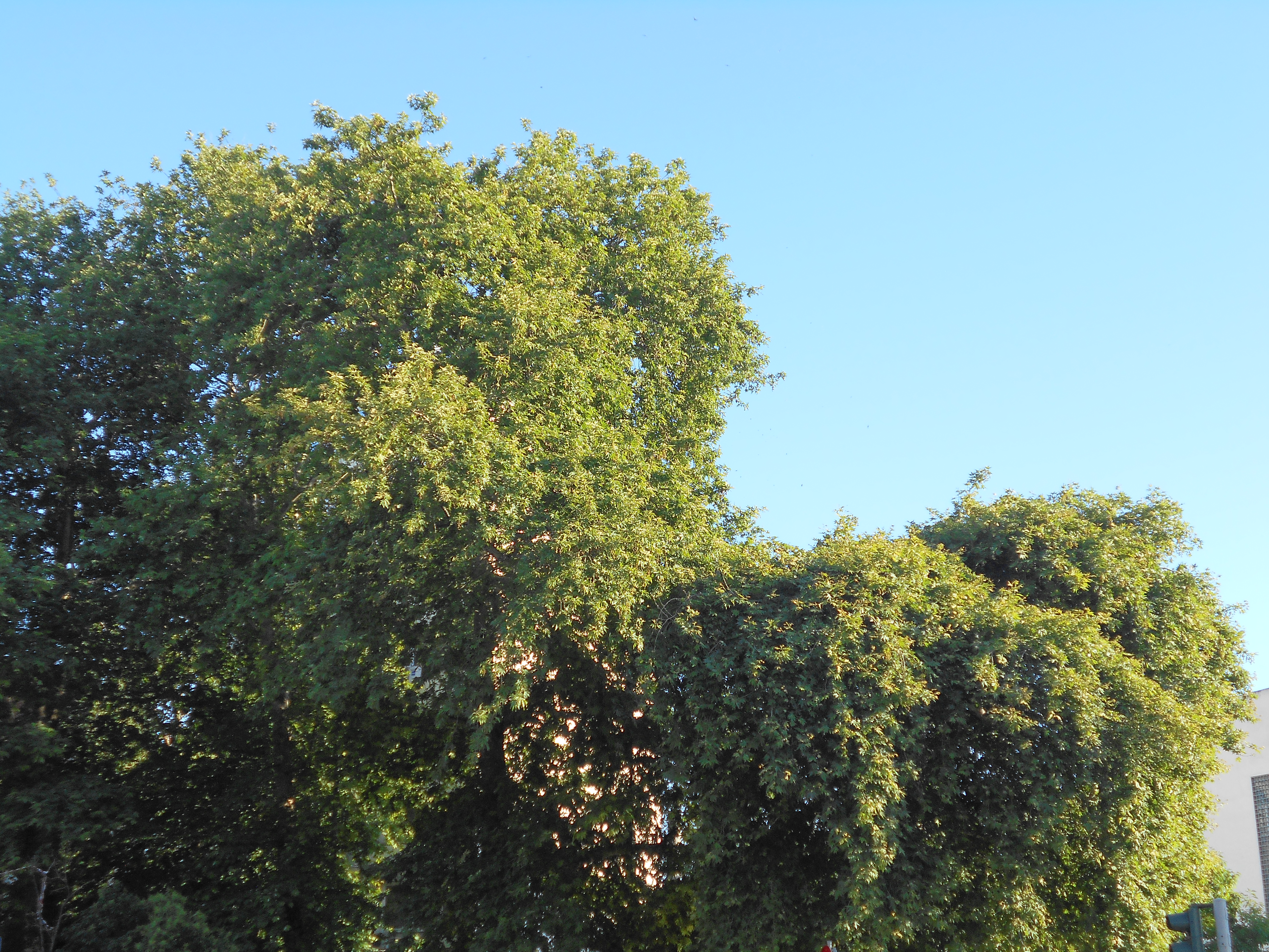 Thessaloniki Tree